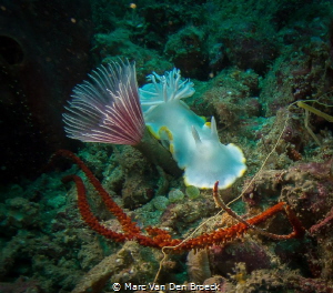 white nudi with umbrella by Marc Van Den Broeck 